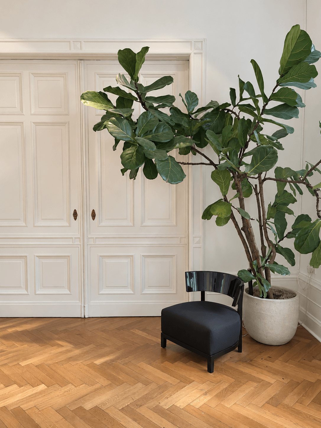 Black lounge chair and fiddle-leaf fig in front of panelled doors